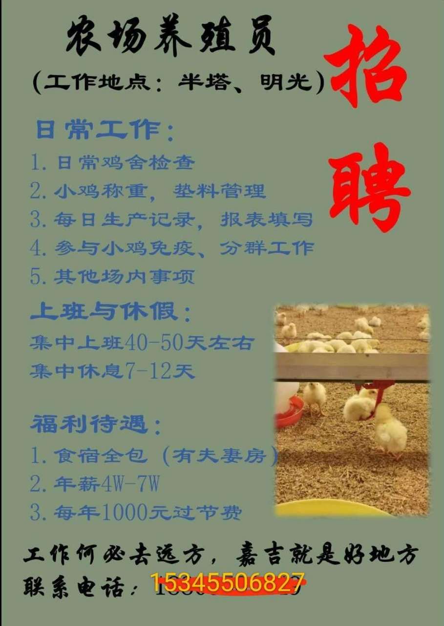 招聘养鸡_肉鸡场盈利八招 如何养鸡才赚钱 肉鸡养殖场生产销售管理手册 科(4)